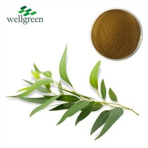 Extrakt z listov eukalyptu