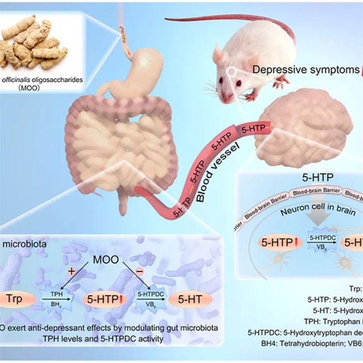 Oligosacharid Morinda Officinalis Zvyšuje enterobaktérie podporujúce serotoní...