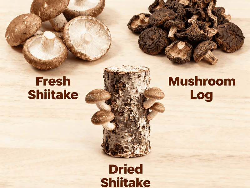 shiitake mushroom shiitake mushroom