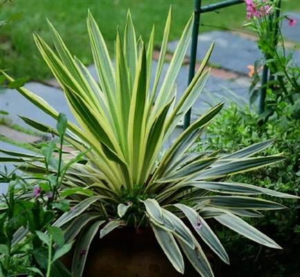 How to make liquid yucca extract? How to make liquid yucca extract?